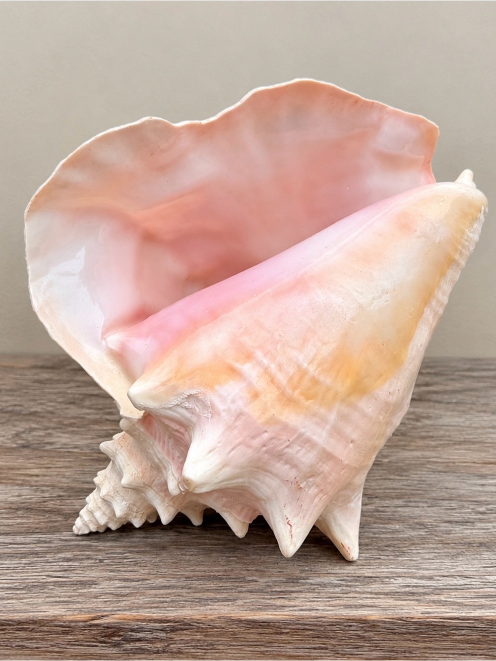 Queen Conch | SeaShell